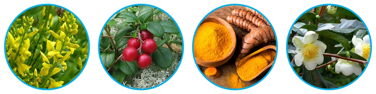 Venus Factor ingredients